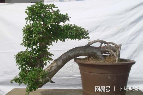 这种树农民把它当绿篱，殊不知是上好盆景材料，精品上万